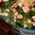 :iconlillian0517: