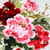 :iconlillith-lee: