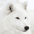 :iconlillmarcus: