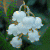 :iconlilly-thorn:
