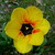 :iconlillyblowe: