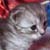 :iconlillyhidomi: