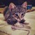 :iconlillypetal67: