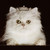 :iconlilmisticq:
