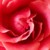 :iconliloow-vena: