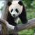 :iconlilpanda332: