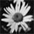 :iconlilpix33: