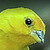 :iconlilpunc414: