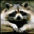 :iconlilraccoon: