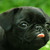 :iconlilscribbles: