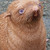 :iconlilsealsfriend: