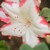 :iconlilstar2308: