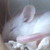 :iconlilwolfchick: