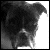 :iconlily-dog: