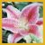 :iconlily-flower: