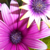 :iconlily-gangsta:
