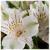 :iconlily-mai: