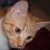 :iconLily-Noir: