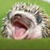 :iconlily1843: