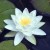:iconlily6lotus19: