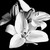 :iconlilybet86: