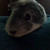 :iconlilyduck: