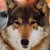 :iconlilyflowerthewolf: