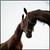 :iconlilyjumper: