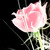:iconlilyluna1095: