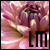 :iconlilymachine: