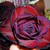 :iconlilyslove56: