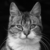 :iconlilywhisker: