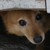 :iconlimba: