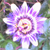 :iconlimitsofglory:
