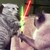 :iconlimo-the-cat: