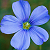 :iconlinaceae: