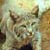:iconlincelot-18: