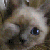 :iconlindalemela: