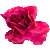 :iconlindenrose: