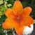 :iconlinds2527: