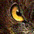 :iconlindseydearnley: