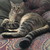 :iconlindsgotts91: