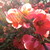 :iconlindy375: