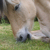 :iconlingen37: