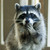 :iconlinhu613: