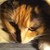 :iconlinkingurl81: