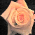 :iconlinksgirl05920: