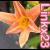 :iconlinkx23: