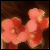 :iconlinn-kiliya: