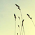 :iconlinnastri: